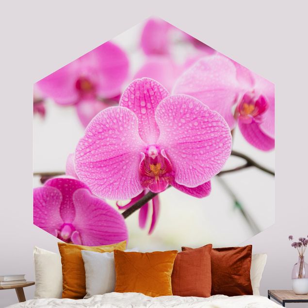 Papier peint orchidées Gros plan sur une orchidée