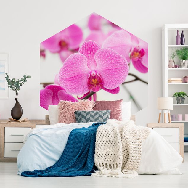 Papier peint fleurs Gros plan sur une orchidée