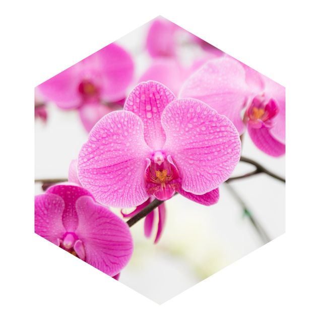 Papier peint panoramique Gros plan sur une orchidée
