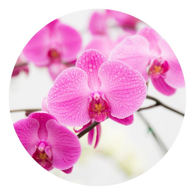 Papier peint floral Gros plan sur une orchidée