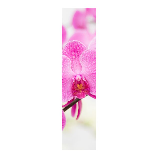 Panneaux coulissants avec fleurs Gros plan sur une orchidée