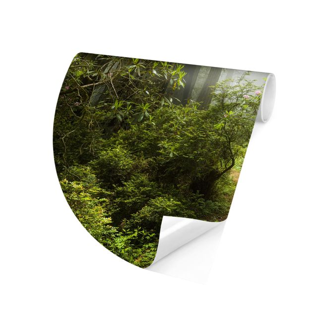 Papier peint panoramique forêt Chemin de forêt brumeux