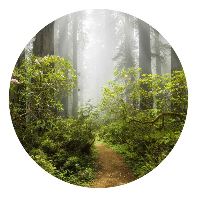 Papier peint panoramique paysage Chemin de forêt brumeux