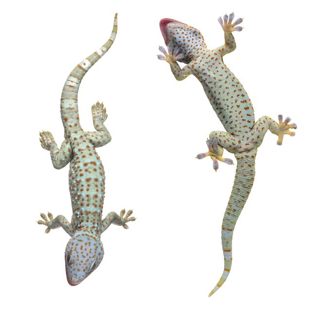 Stickers fenêtre animaux Geckos curieux