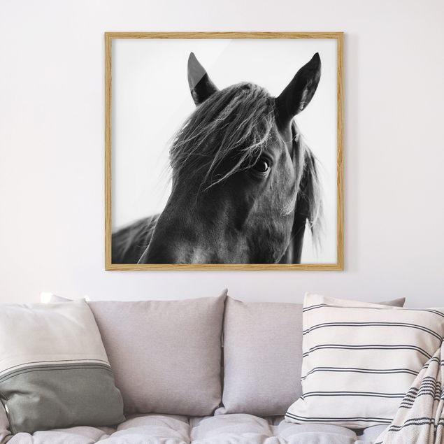 Tableau cheval Cheval curieux