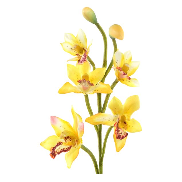 Stickers muraux orchidée No.173 Orchid Yellow