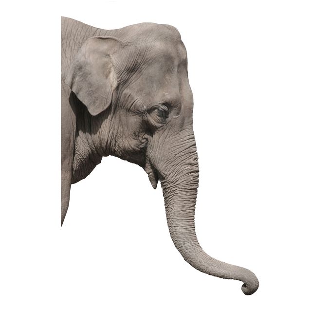 Stickers muraux afrique No.3 Éléphant