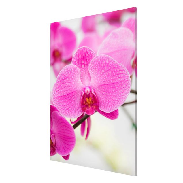 Tableaux magnétiques avec fleurs Gros plan sur une orchidée