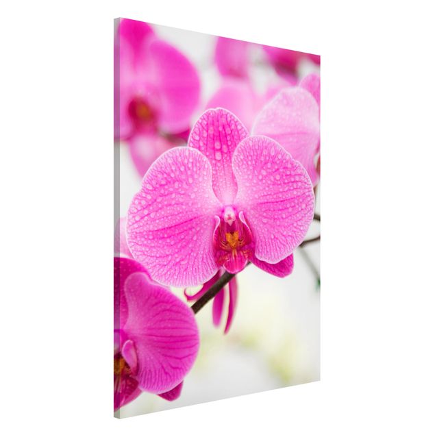 Tableaux magnétiques avec fleurs Gros plan sur une orchidée
