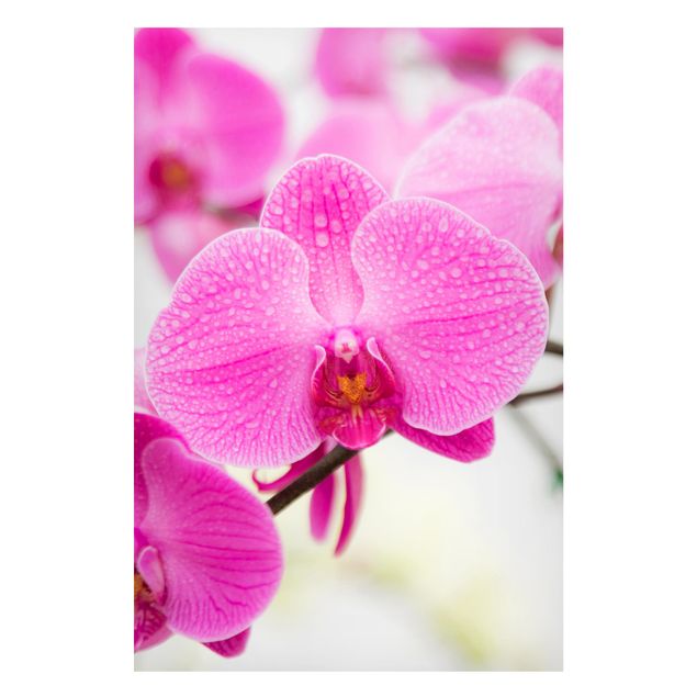 Tableau moderne Gros plan sur une orchidée