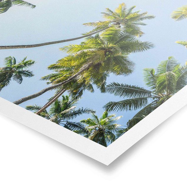 Posters paysage Canopée de Palmier