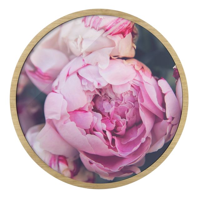 Tableau couleur rose Pivoine Fleur Shabby