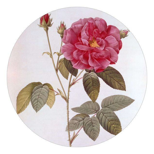Papier peint moderne Pierre Joseph Redoute - Rose d'apothicaire