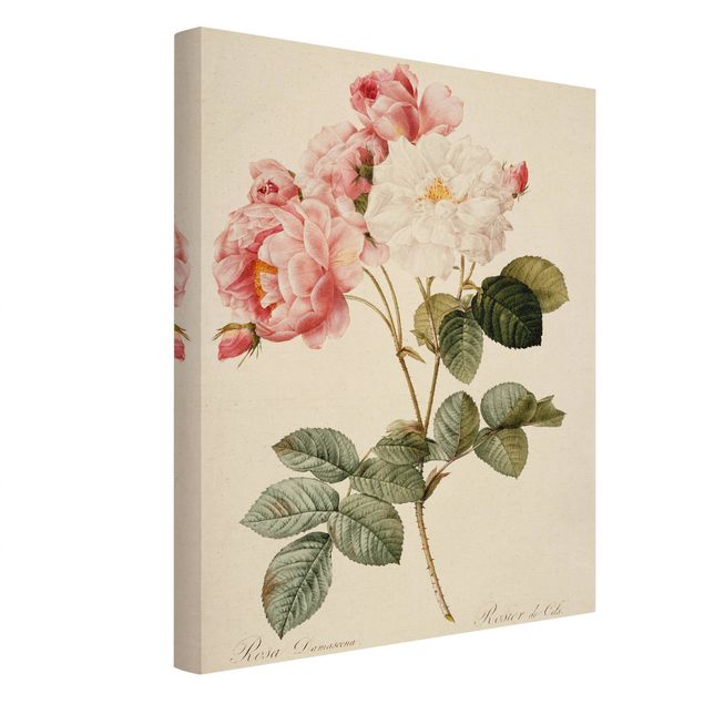 Tableaux vintage Pierre Joseph Redoute - Damascena Rose
