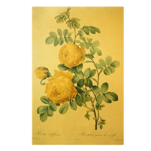 Tableau fleurs Pierre Joseph Redoute - Sulfurea Rose