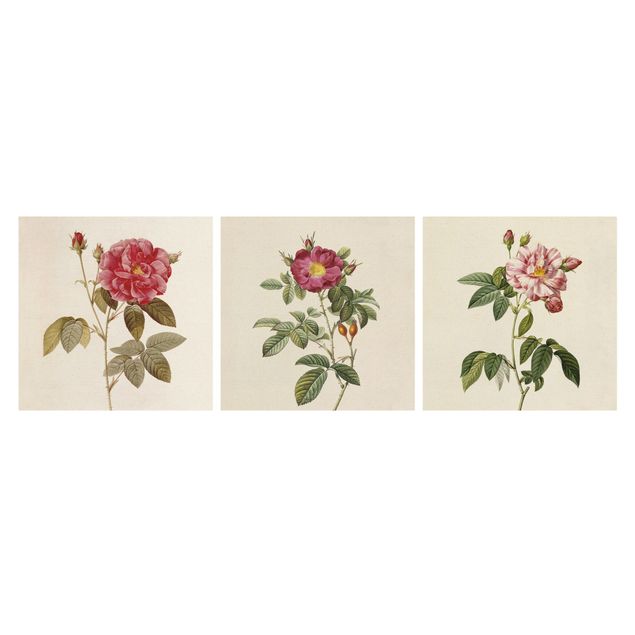 Tableaux florals Pierre Joseph Redouté - Roses