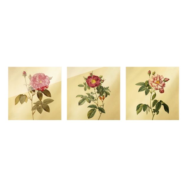 Tableaux fleurs Pierre Joseph Redouté - Roses