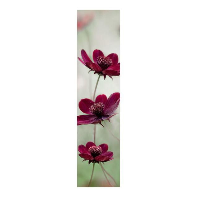 Panneaux coulissants avec fleurs Cosmos en rose