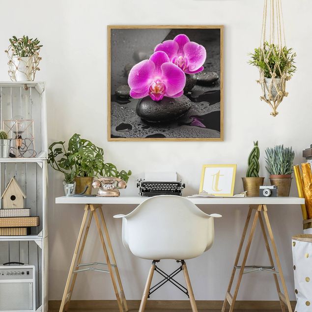 Affiches encadrées fleurs Fleur Orchidée Rose sur Pierres avec Gouttes