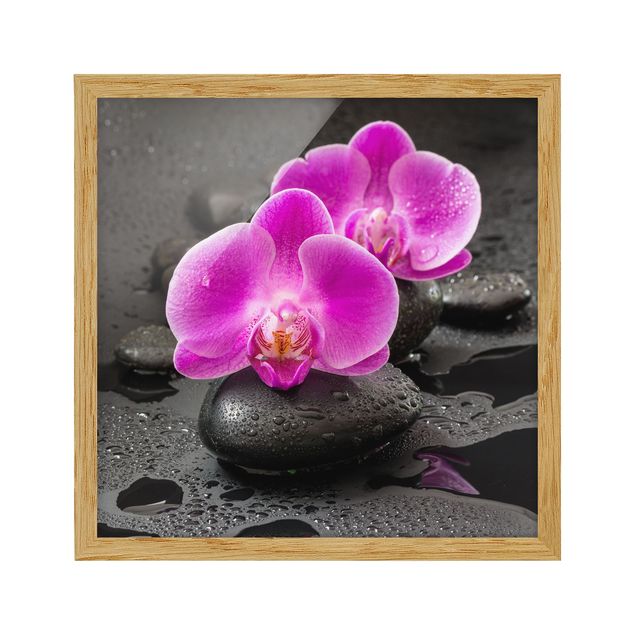 tableaux floraux Fleur Orchidée Rose sur Pierres avec Gouttes