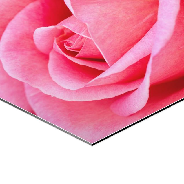 Tableaux aluminium Pink Rose Flowers Green Backdrop