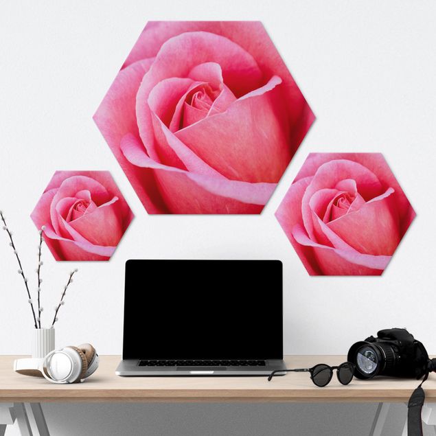 Hexagone en alu Dibond - Pink Rose Flowers Green Backdrop