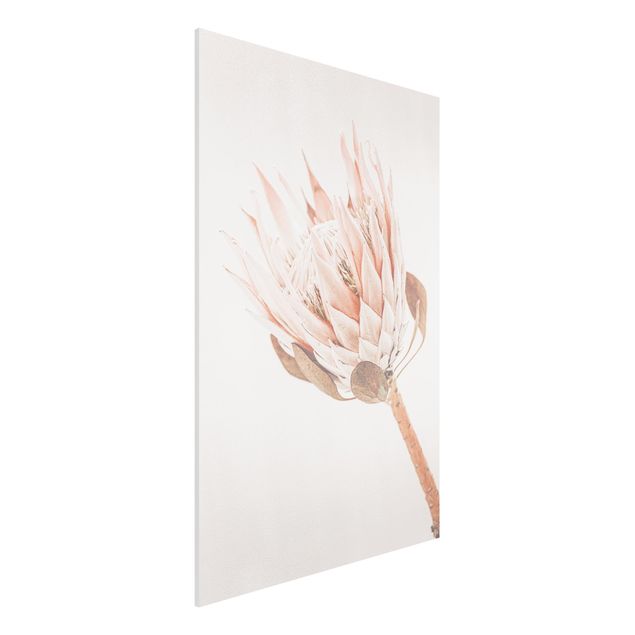 Déco murale cuisine Protea, reine des fleurs