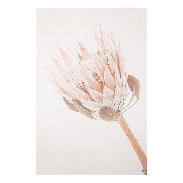 Tableau moderne Protea, reine des fleurs