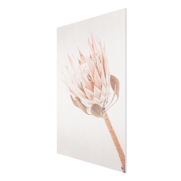 Tableau fleurs Protea, reine des fleurs
