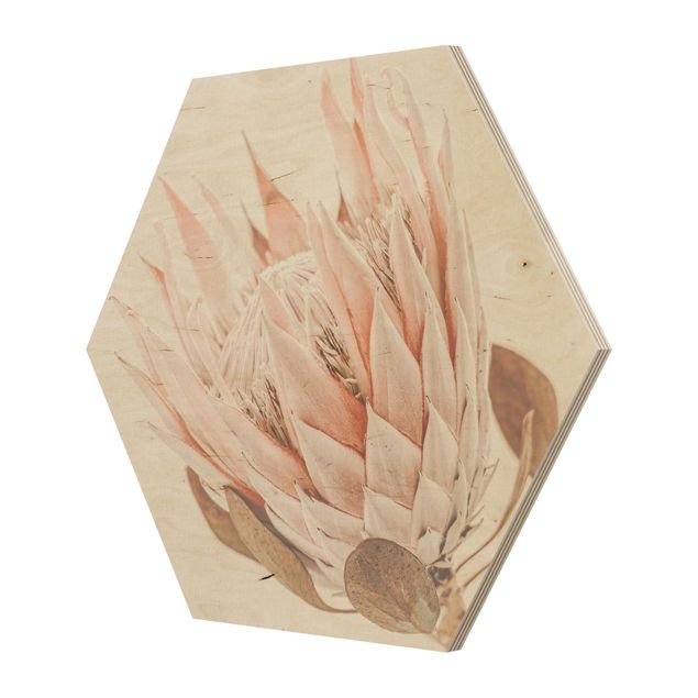 Tableaux muraux Protea, reine des fleurs