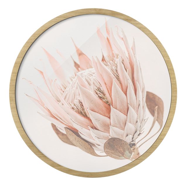 Tableaux rose Protea, reine des fleurs