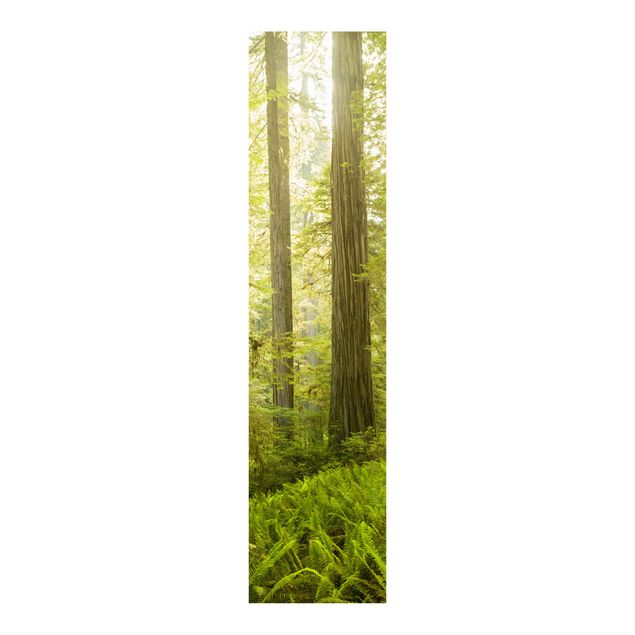 Panneau japonais paysage Vue de la forêt du Redwood State Park