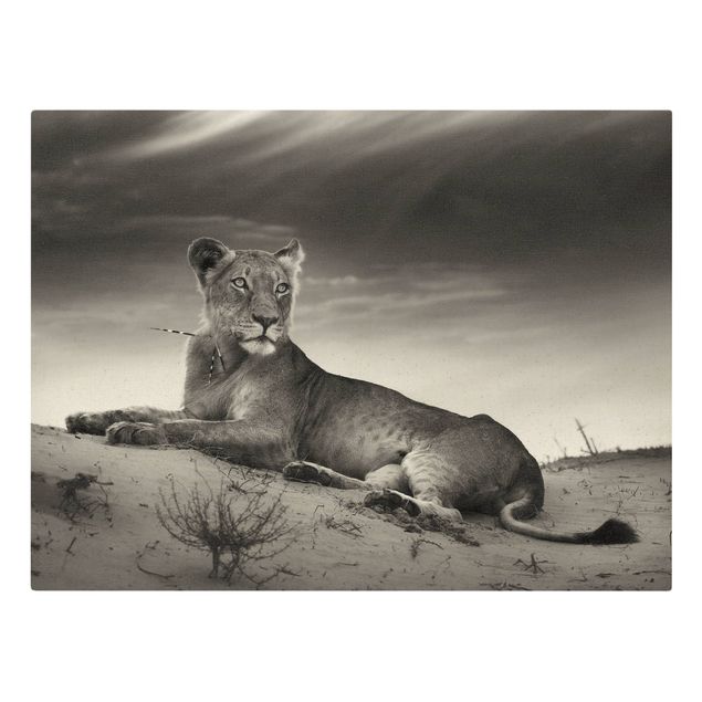 Tableaux sur toile en noir et blanc Lion au repos