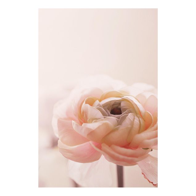 Tableaux moderne Focus sur une fleur rose pâle