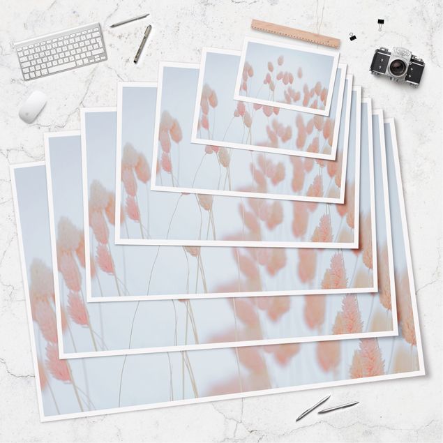 Poster - Grass Tips In Pale Pink