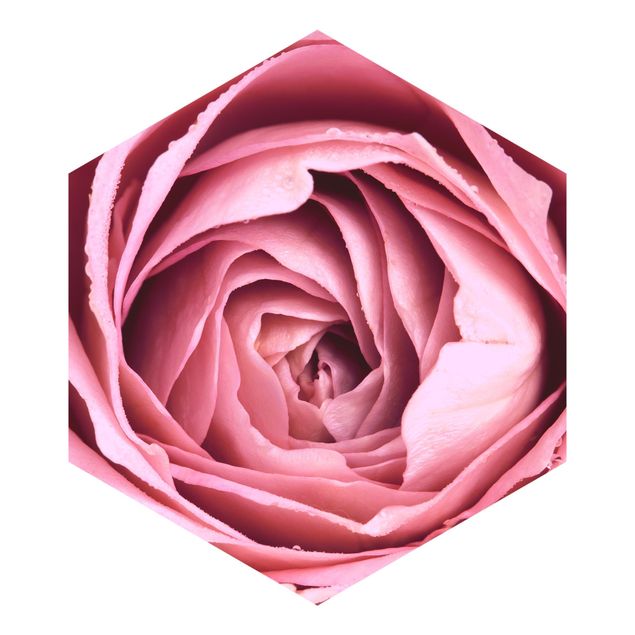 Papier peint rose Fleur de Rose rose