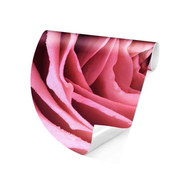 Papiers peints modernes Fleur de Rose rose