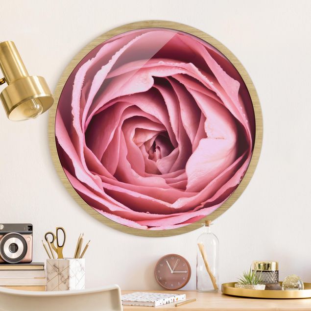 Affiches encadrées fleurs Fleur de Rose rose