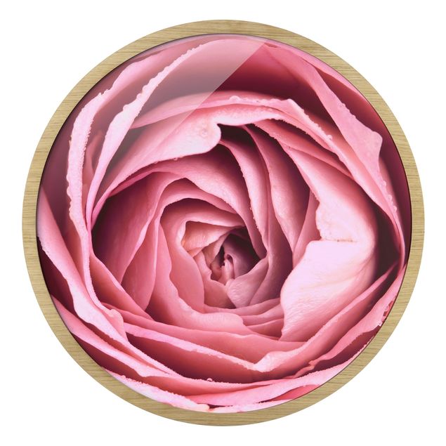 Tableaux rose Fleur de Rose rose