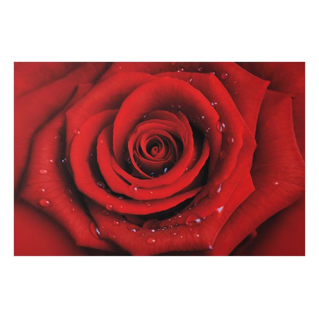 Tableau moderne Rose rouge avec gouttes d'eau