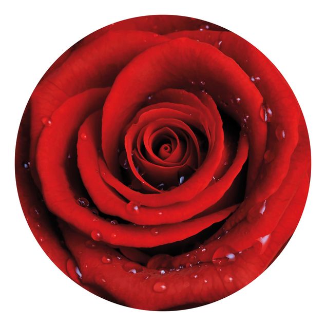 papier peint fleuri Rose rouge avec gouttes d'eau