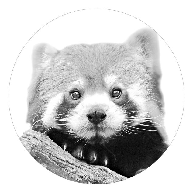 Papier peint rond autocollant - Red Panda In Black And White