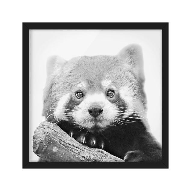 Affiches encadrées animaux Panda rouge en noir et blanc