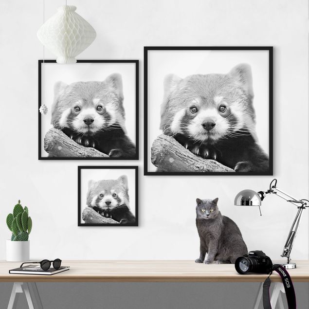Tableaux modernes Panda rouge en noir et blanc