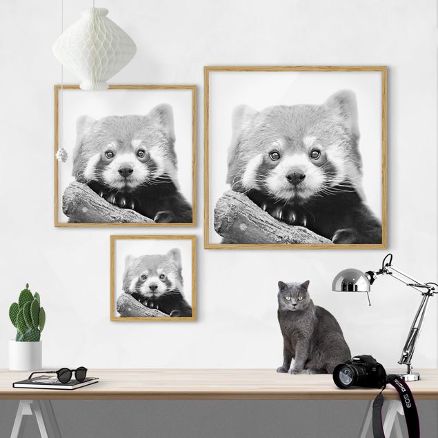 Tableaux modernes Panda rouge en noir et blanc