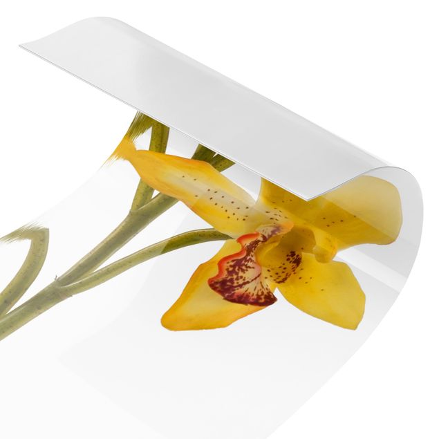 Revêtement mural cuisine Eaux d'orchidées safranées