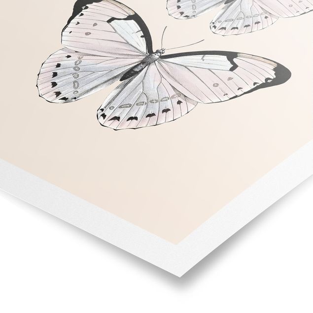 Poster animaux Papillon Sur Beige