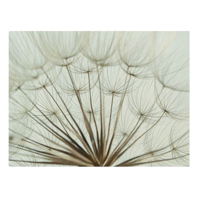 Tableau fleurs Magnifique macrophotographie de pissenlit