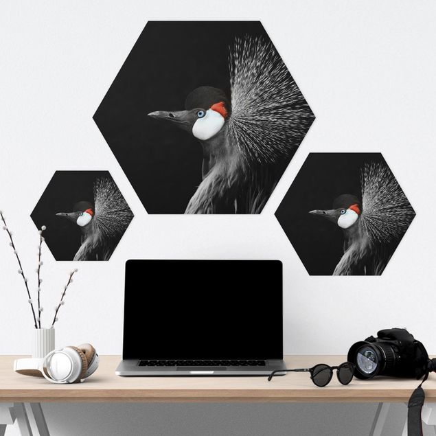 Hexagone en forex - Black Crowned Crane