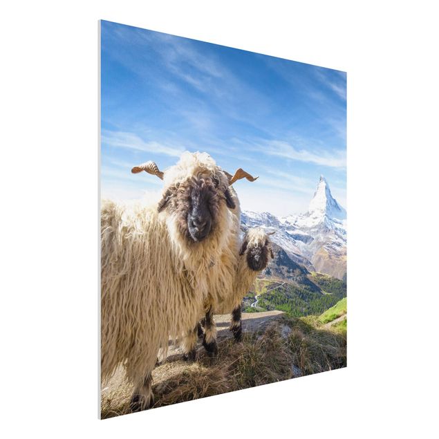 Déco murale cuisine Moutons à nez noir de Zermatt